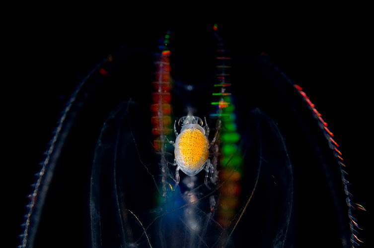 Walking on the rainbow